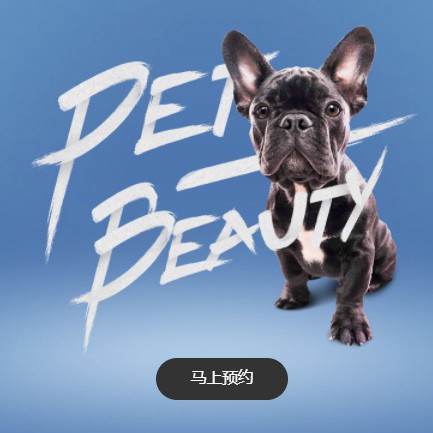 白朗宠物中心小程序开发